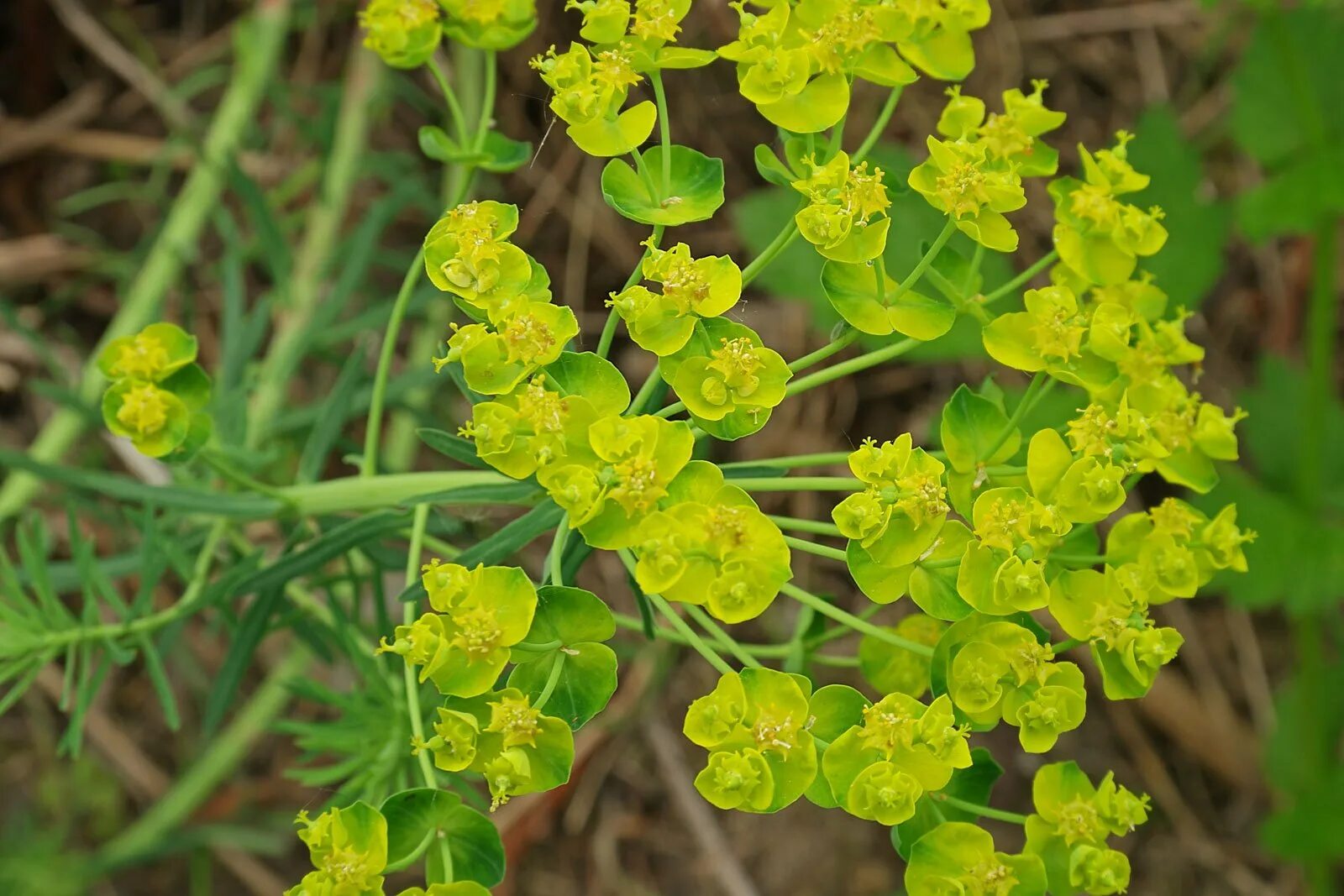 Молочай. Молочай (Euphorbia). Молочай Вальдштейна (Euphorbia waldsteinii. Молочай кипарисовый (Euphorbia cyparissias). Как цветет молочай