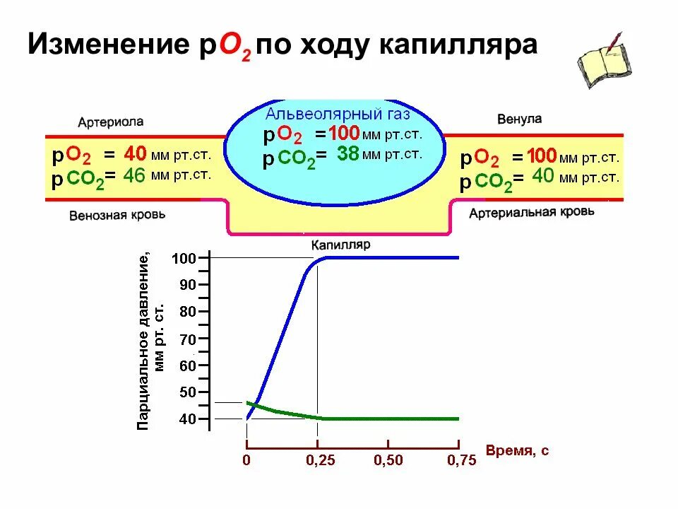 R изм. Показатели газообмена. Газообмен в легких. Показатели легочного газообмена. Основные показатели газообмена их оценка.