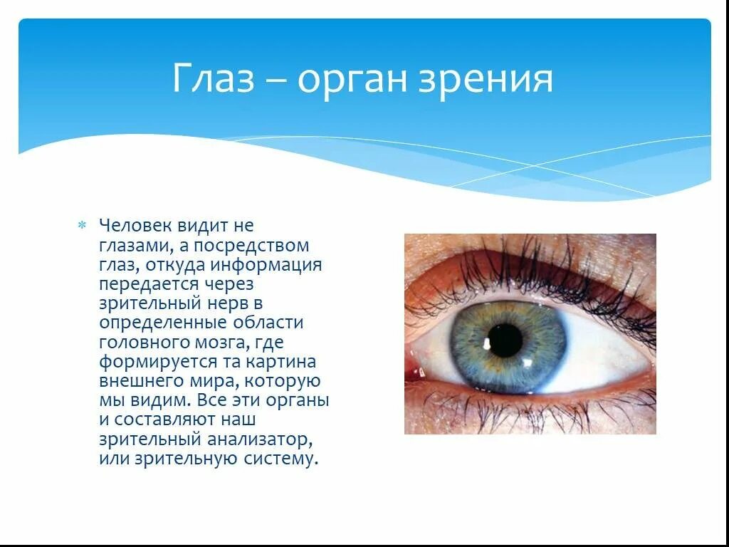 Глаза передают информацию. Глаза орган зрения. доклад про глаза. органы чувств человека глаза. зрение тема.