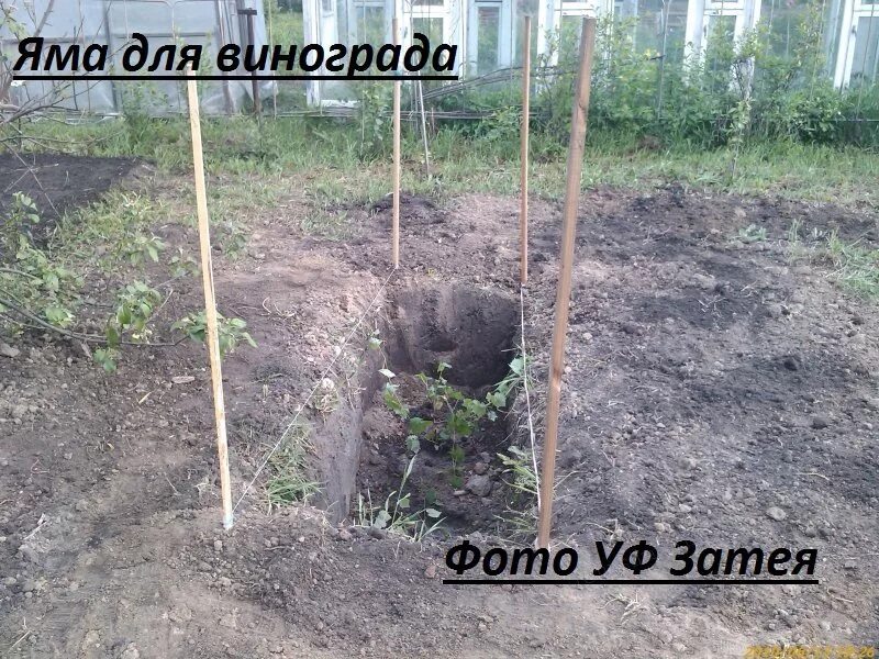 Как подготовить яму для винограда. Посадочная яма для винограда. траншея под виноград. траншея для винограда. яма для посадки винограда.