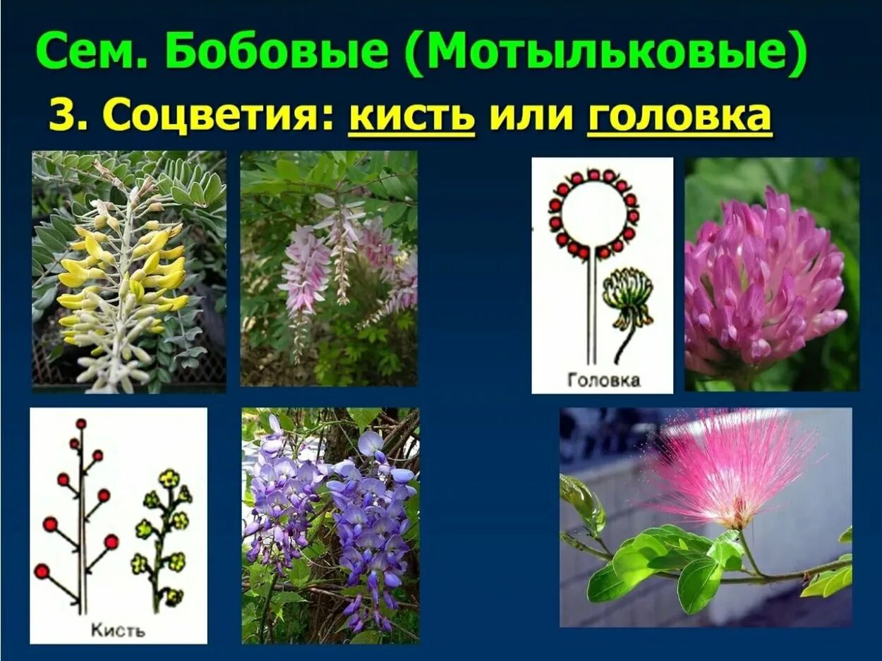 Бобовые мотыльковые соцветие. Семейство бобовые тип соцветия. Бобовые мотыльковые. Схема цветка у семейства мотыльковых. Тип соцветия семейства мотыльковые.