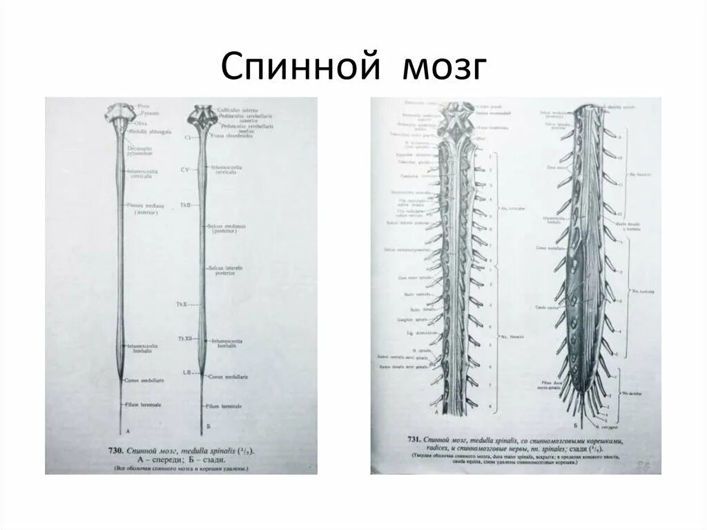Сегменты спинного мозга человека. Внешнее строение спинного мозга человека анатомия. строение спинного мозга вид спереди. спинной мозг вид с дорсальной стороны.