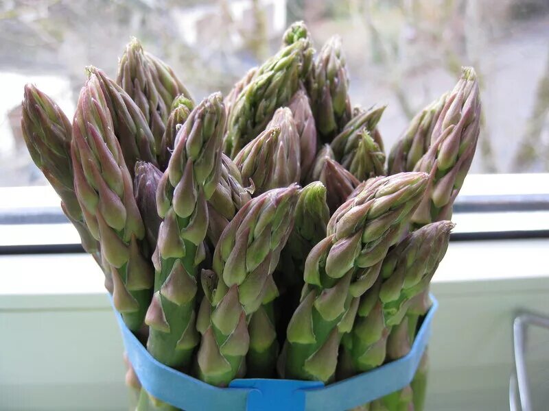 Спаржа в кашпо. Спаржа на подоконнике. Спаржа на подоконнике. Спаржа на подоконнике. Росток травы.