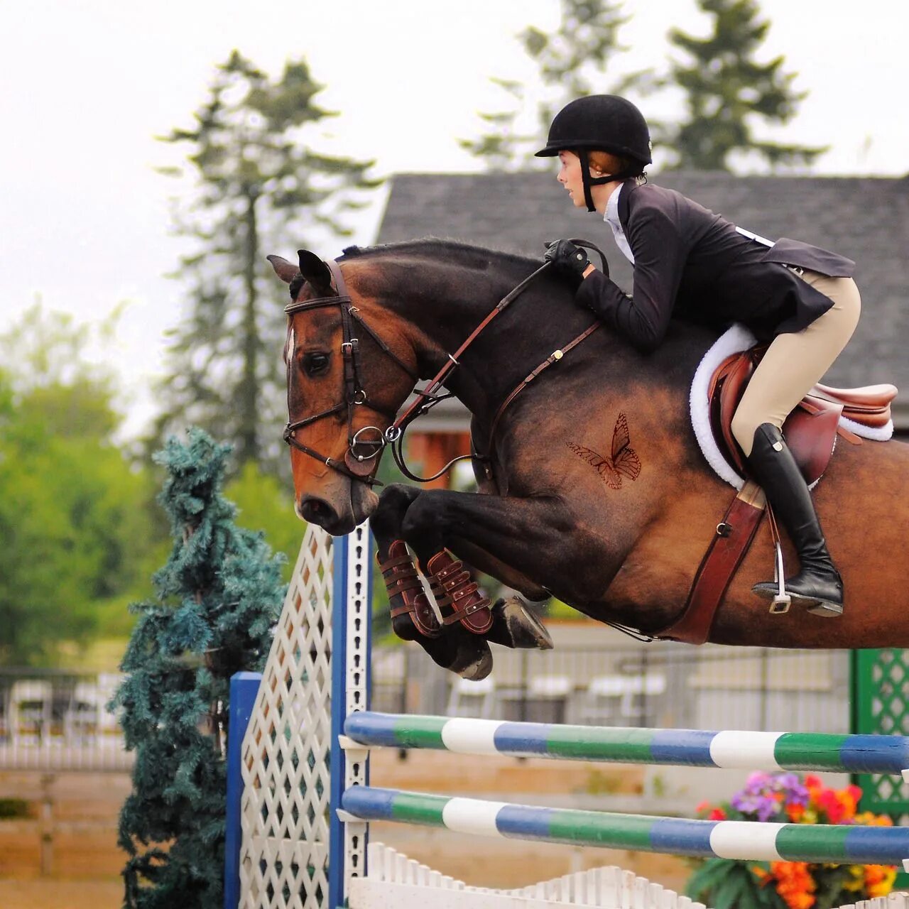 Пушбол конный. Лошадь на соревнованиях. Конкур конный спорт. Конкур. Конный спорт экипировка лошади.