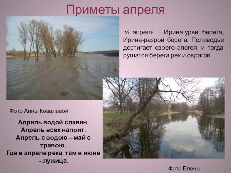 Хорошо в лесу в апреле. Презентация времена года. Народные приметы связанные с ласточками. Рисунки приметы погоды (ворона на дереве. Лес в начале апреля.