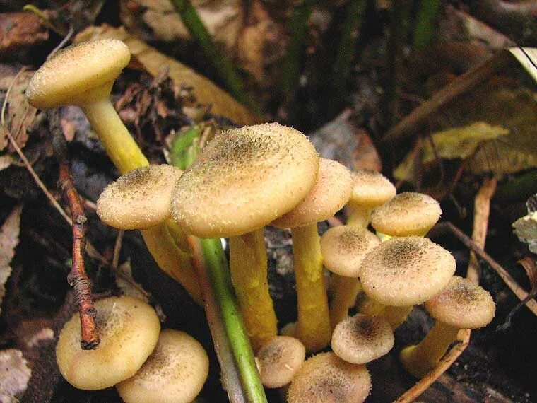 Опёнок осенний (Armillaria mellea). Лже опята осенние. Грибы опята осенние несъедобные. Гриб ложные опята. Грибы опенок поганка