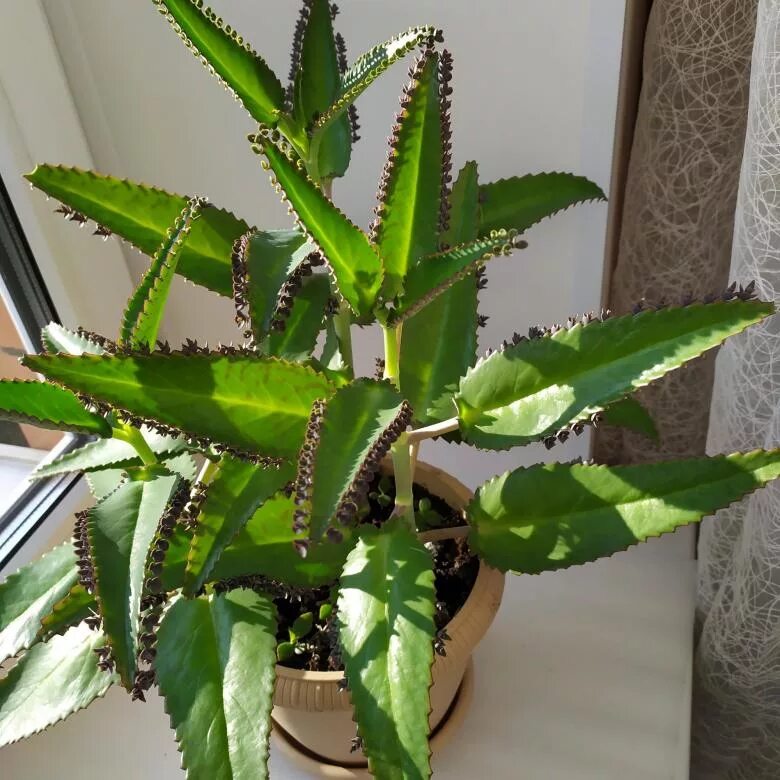 Каланхоэ чихалка. Цветы каланхоэ дегремона. Каланхоэ дегремона. Каланхоэ дегремона детки. Трава каланхоэ.