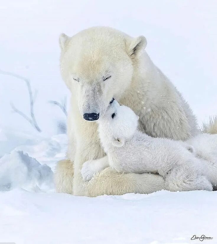 HD Giant Teddy Bear Backgrounds - Cute Wallpapers 2025