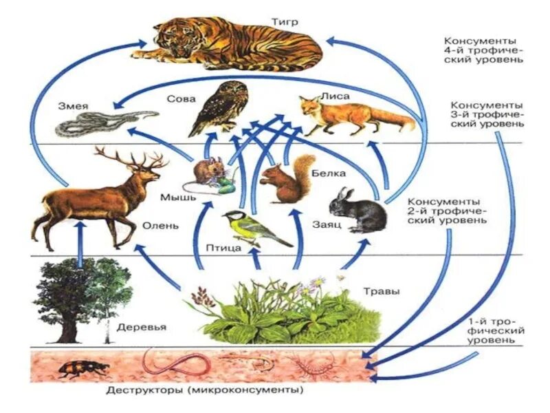 Организмы 1 5 трофических уровней. Консумент 1 порядка консумент 2. Трофические уровни схема. 1 2 3 Трофический уровень. Трофические уровни пищевой цепи.