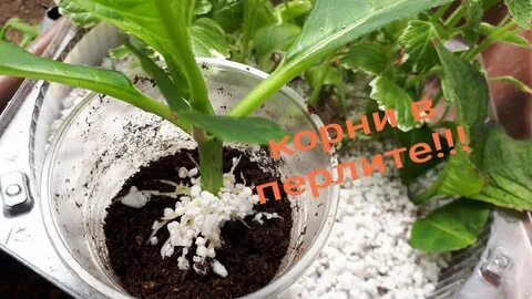 Как укоренить черенки в вермикулите