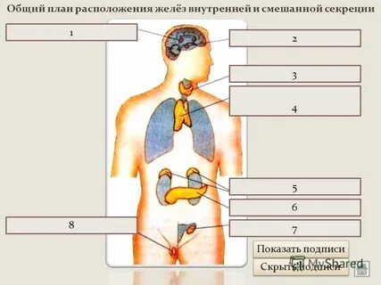 Органы выделяющие секрет