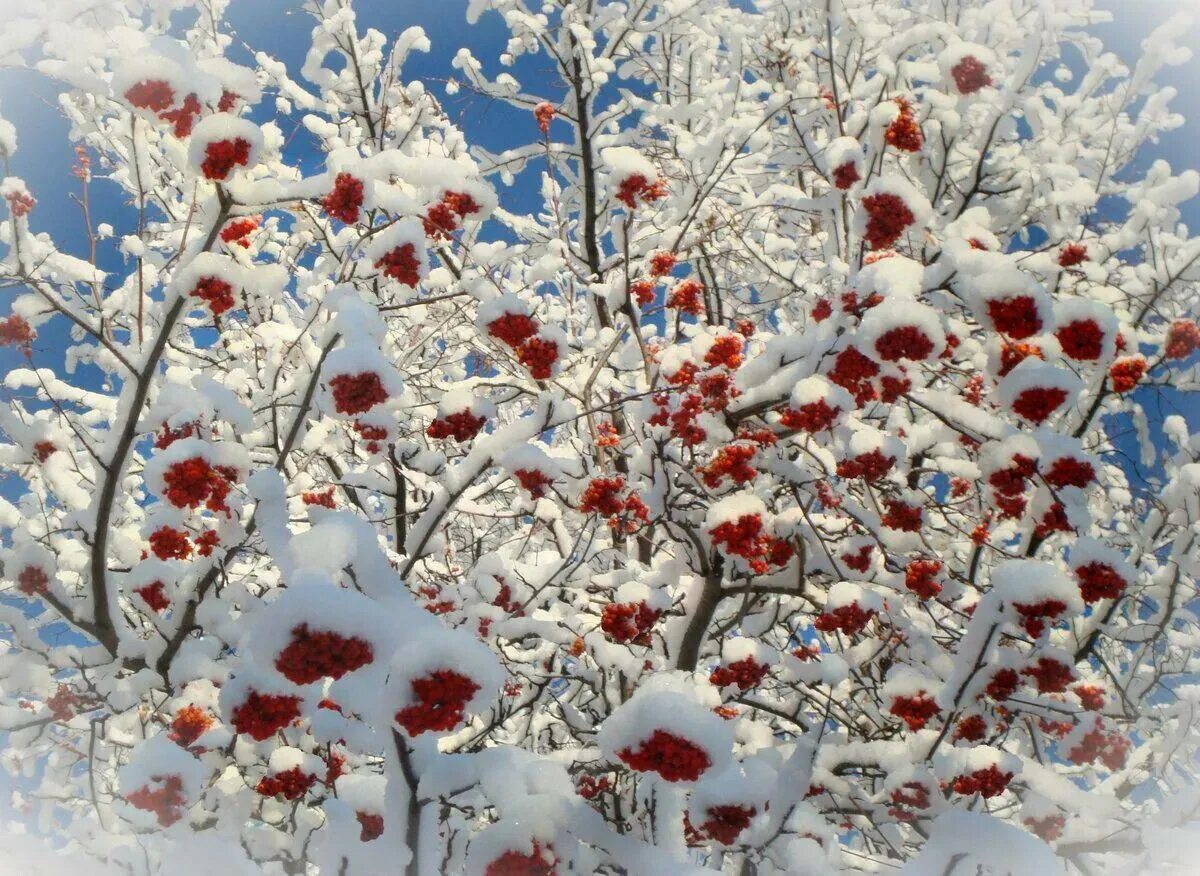 Дерево рябина зимой. Рябина обыкновенная зимой. Дерево рябины зимой. Рябина дерево. Зима рябина.
