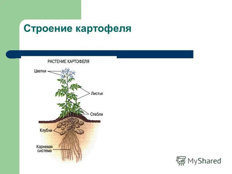 Семейство пасленовые корневая система