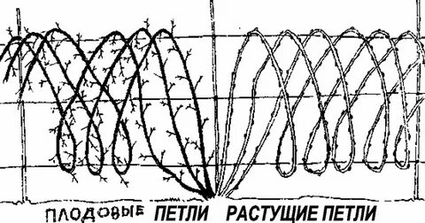 Как формировать ежемалину