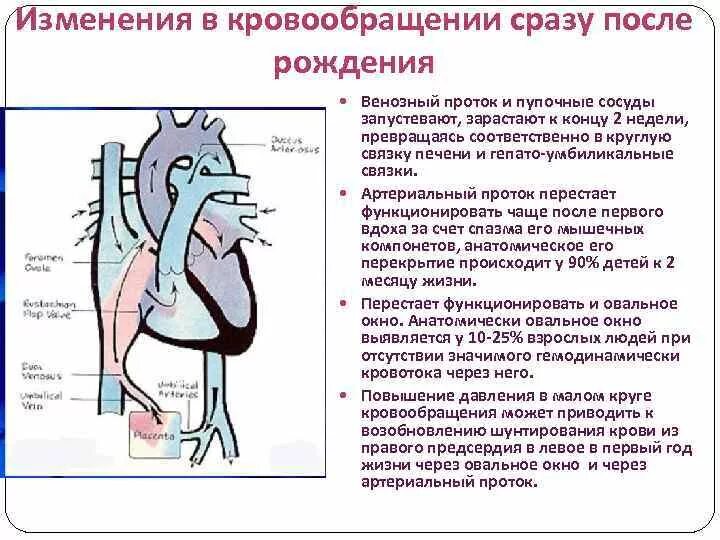 Кровообращение после. Кровообращение плода и его изменения после рождения. кровообращение плода кровообращение после рождения. перестройка гемодинамики после рождения. изменения в системе кровообращения после рождения.