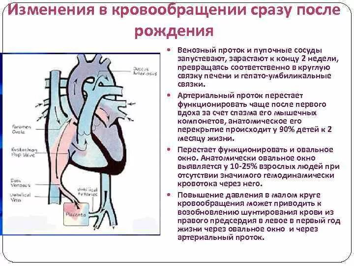 Круги кровообращения новорожденного схема. Кровообращение плода и его изменения после рождения. Кровообращение плода кровообращение после рождения. Внутриутробное кровообращение плода кратко. Гемодинамика у детей