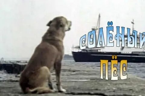 Соленый пес 1973