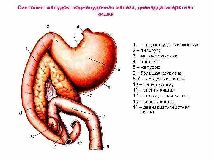 Синтопия пищевода