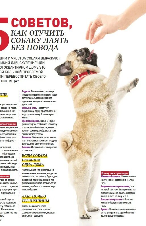 Как отучить щенка лаять в квартире. Как отучить щенка лаять в квартире