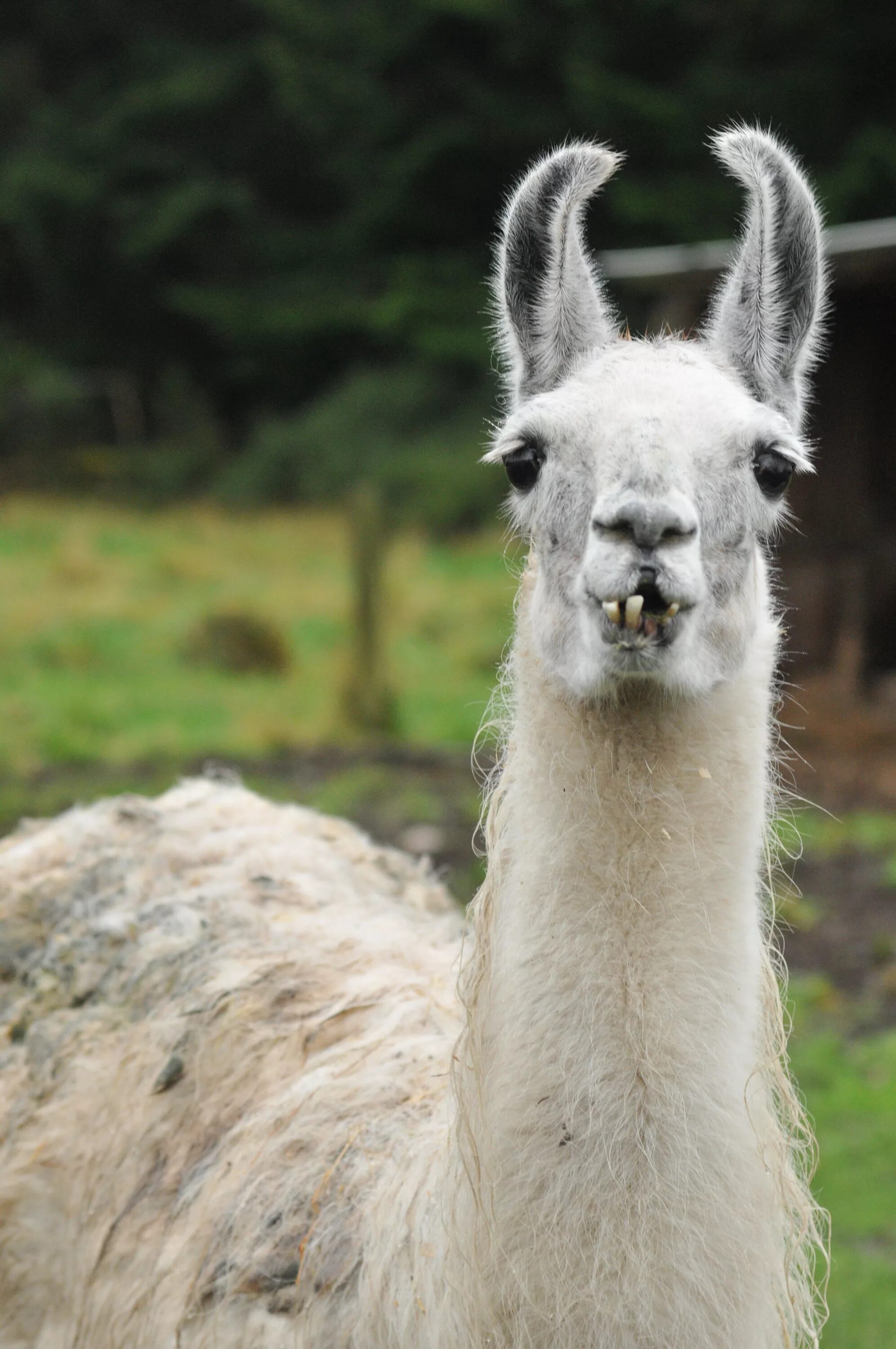 Llama2