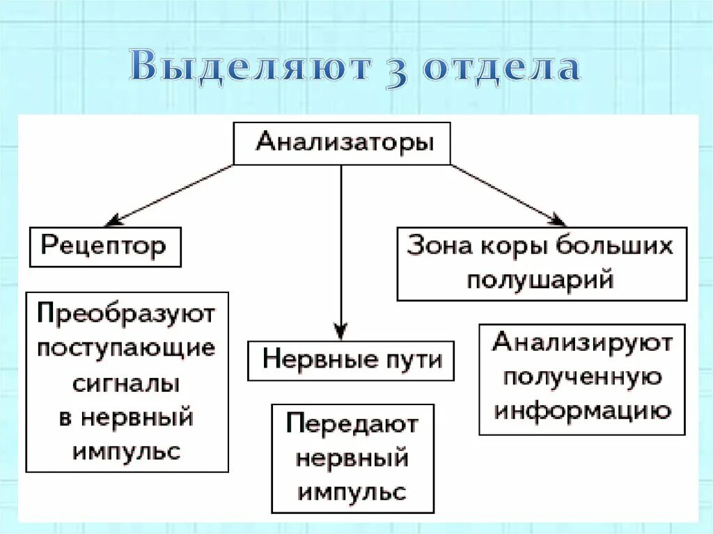 Части анализатора биология. Строение анализатора по Павлову. Общий план строения анализаторов. Виды анализаторов по Павлову. Понятие об анализаторах.