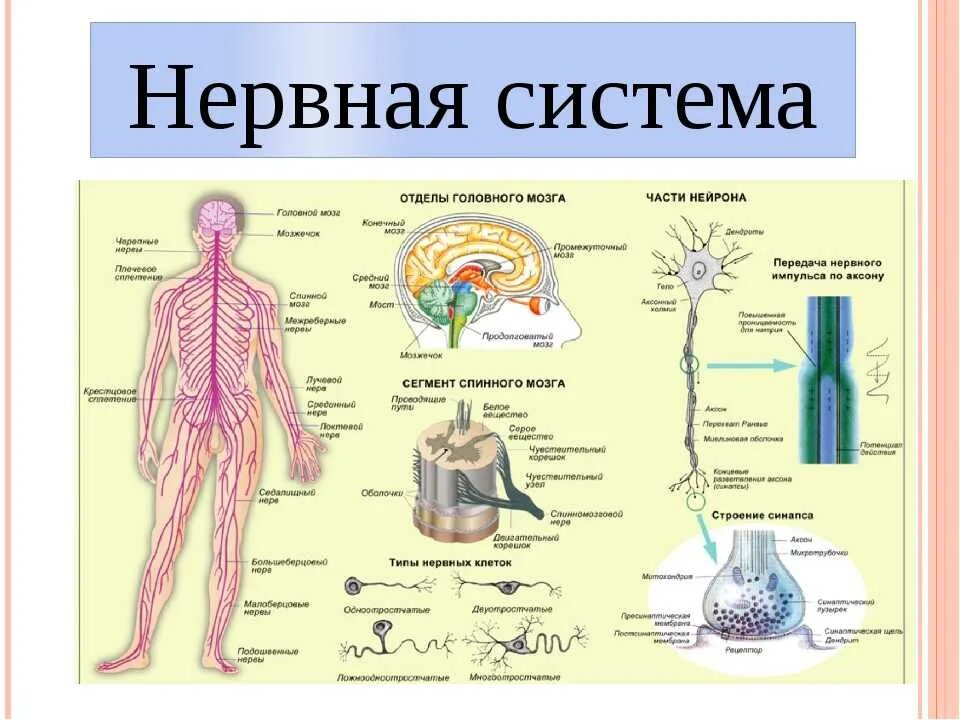 Общие данные нервной системы. Нервная система человека органы и функции. строение нервной системы человека схема. нервная система строение и функции анатомия. нервная система схема 3 класс.