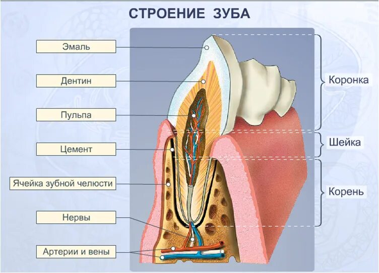 Эмаль дентин цемент