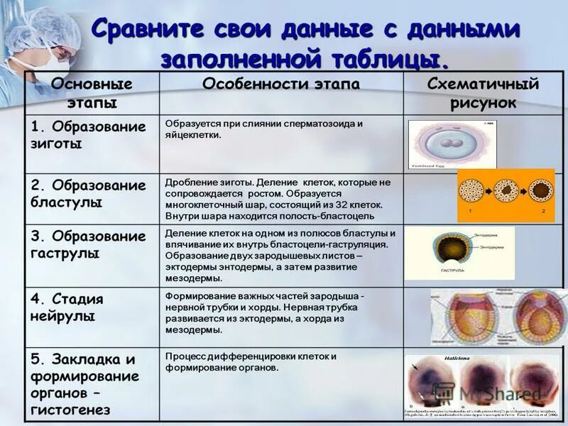 Основные отличия мейоза от митоза 9 класс