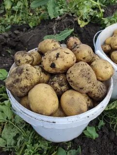 Картофель 30 кг