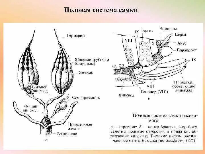 Сегментированная половая система. Сегментированная половая система