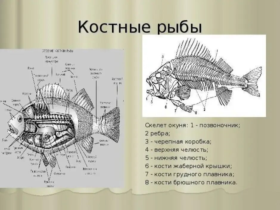 Скелет костистой рыбы окуня. Строение скелета костных рыб. Строение костистой рыбы окуня. Внутреннее строение костной рыбы скелет.