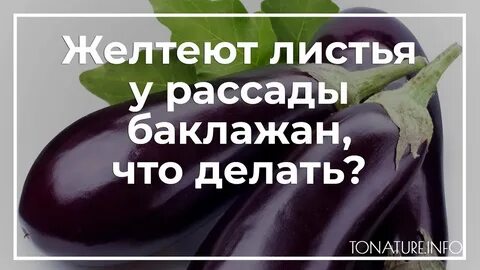 У баклажанов желтеют листья и опадают
