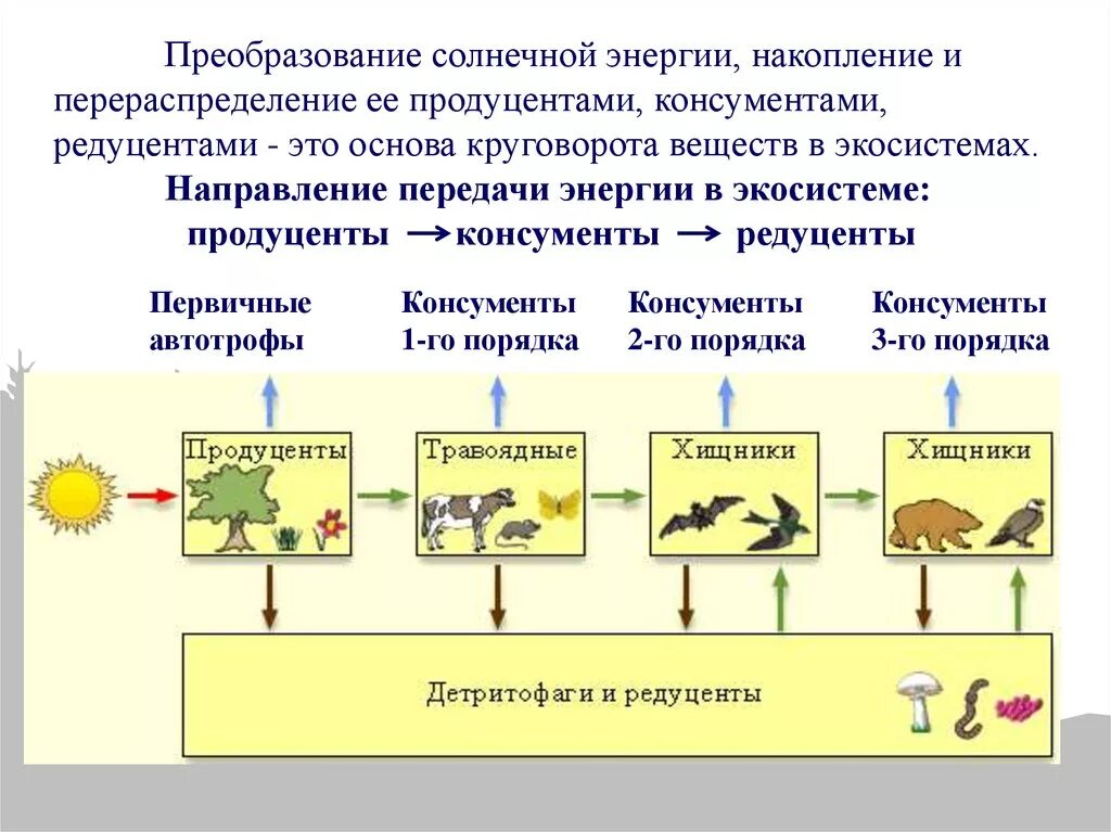 Видовое разнообразие консументов. Консументы редуценты продуценты 1 и 2 порядка. Продуценты редуценты консументы 1 порядка. Цепь питания продуценты консументы редуценты. Консументы первого порядка 2) продуценты.