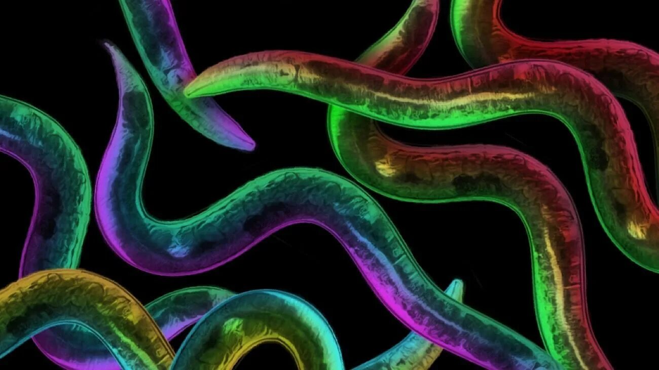 Круглый червь биология. Необычные круглые черви. Новые черви