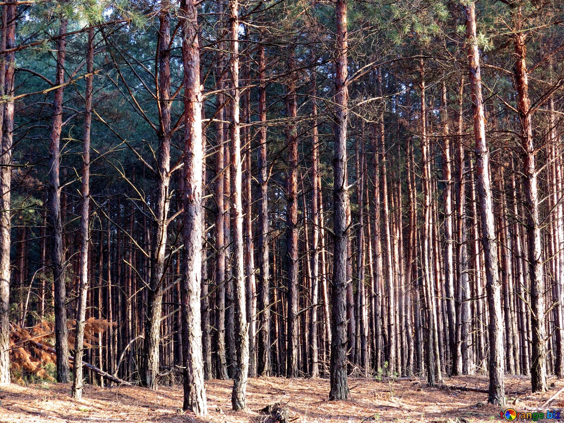 Forest clearing. Хвойные леса вырубка. Хвойный лес вырубка. Сухой хвойный лес. Вырубленные леса, хвоя.