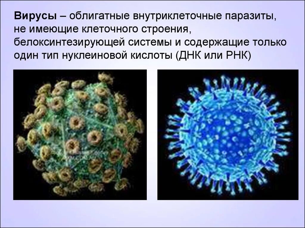 Почему вирусы можно. Вирусы это факультативные внутриклеточные паразиты. Внутриклеточный вирус строение. Почему вирусы внутриклеточные паразиты. Облигатный внутриклеточный паразит.