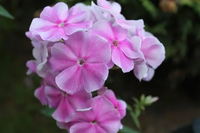 флокс селекция