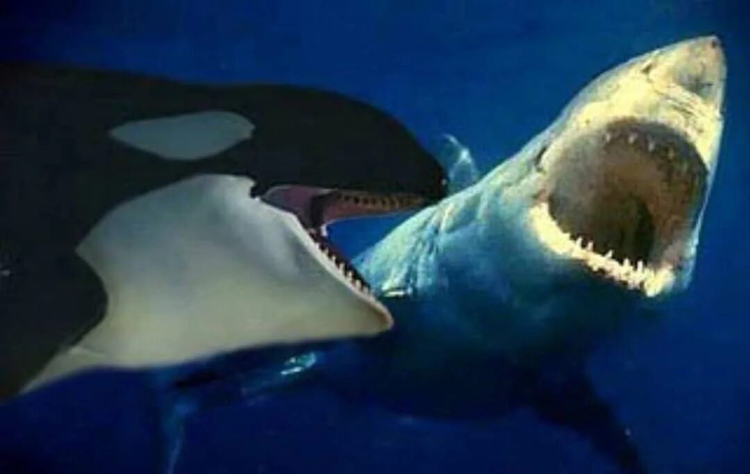 Белая акула против. Касатка это кит или акула. Акулы и касатки киты. Касатка и белая акула. Косатки нападают на белых акул.