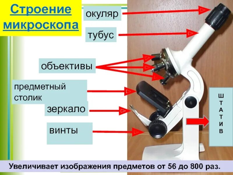 Во сколько раз увеличивается микроскоп. Микроскоп строение с шнуром. микроскоп тубус, окуляр, винты. строение окуляра микроскопа. микроскоп строение линз.