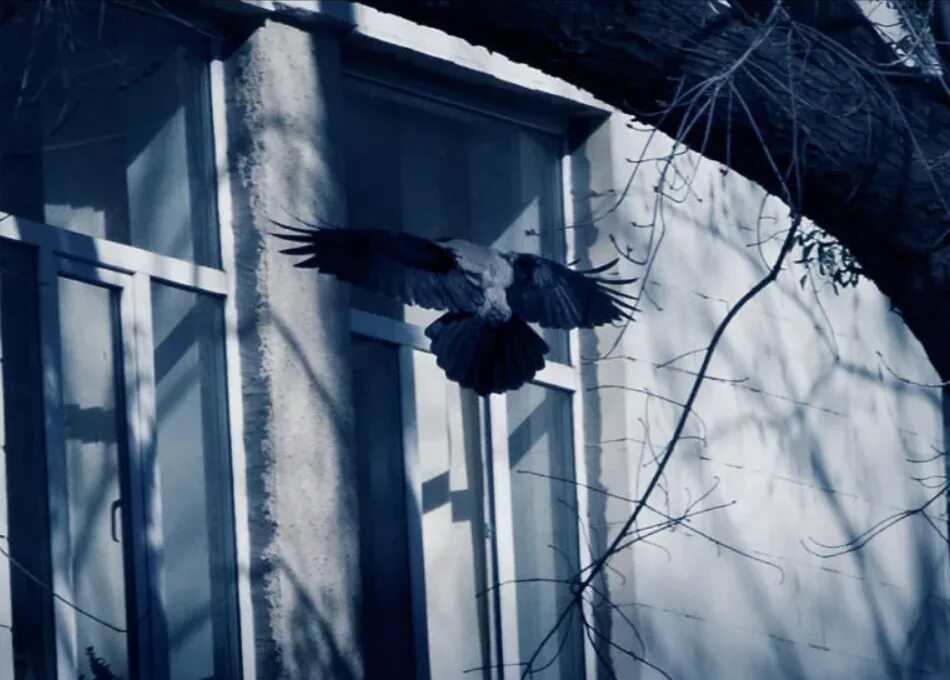 Птица билась в дом. Птица стучится в окно. Птица бьется в окно. Птицы на окна. Вороны в окне.