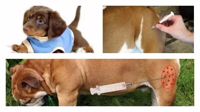 Собака хромает после прививки
