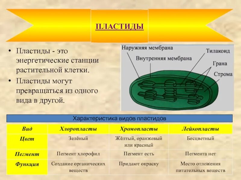 Выберите признаки характерные для хлоропластов