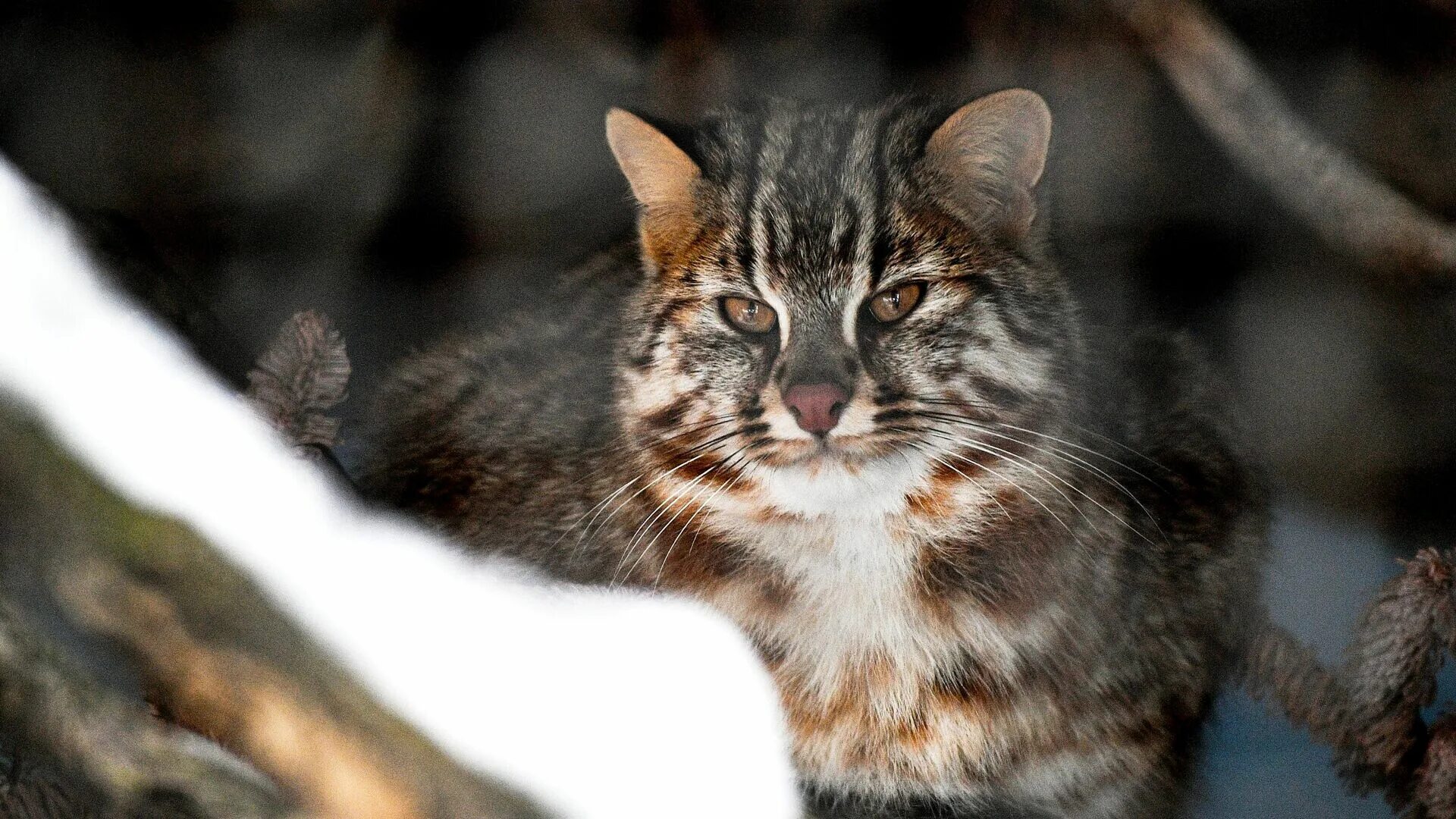 cat wild muzzle wallpapers from salihychev - images from Fonwall