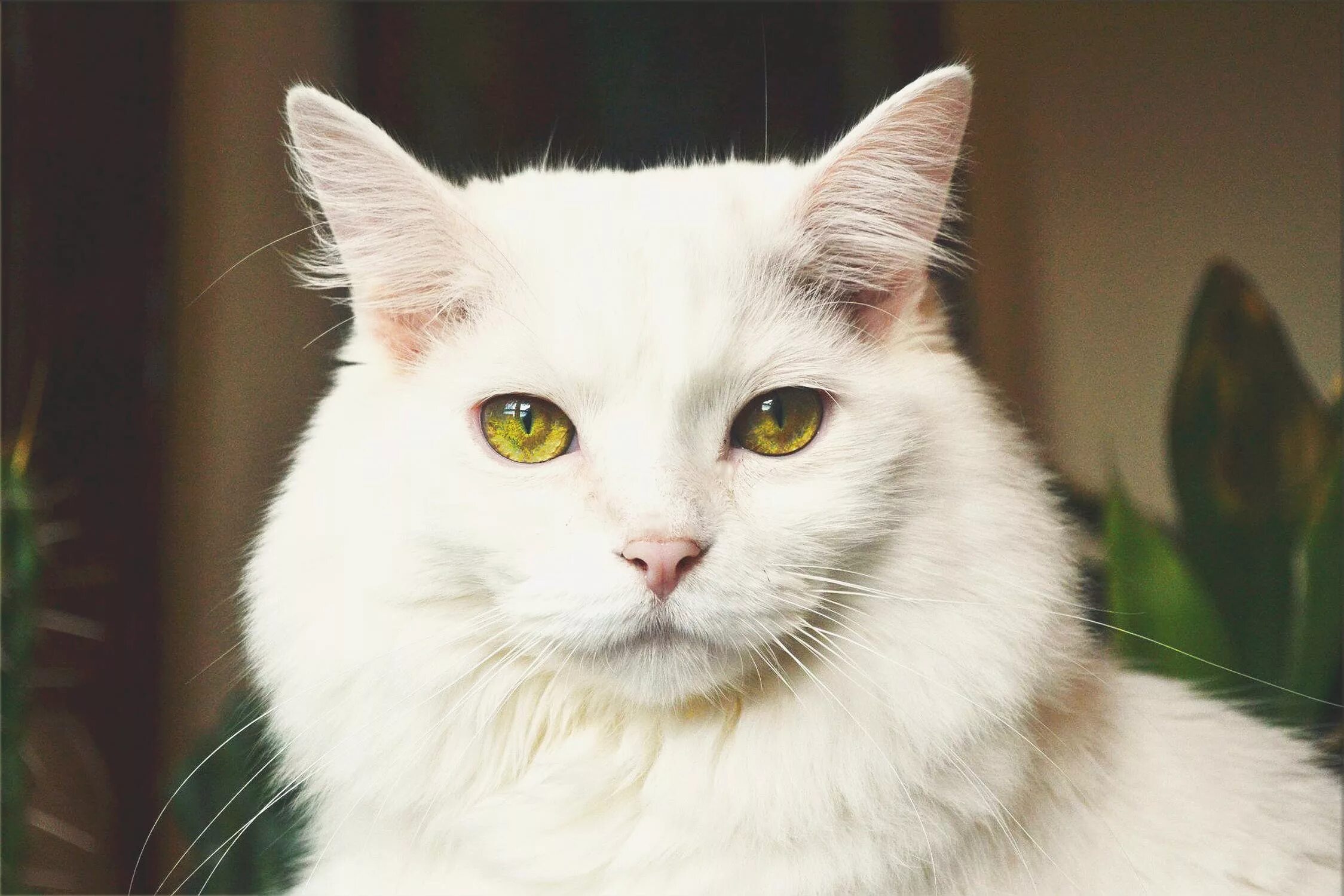 Кот с желтыми глазами порода. Турецкий Ван гетерохромия. Турецкий Ван кошка. Гетерохромия као мани. Турецкий Ван альбинос.