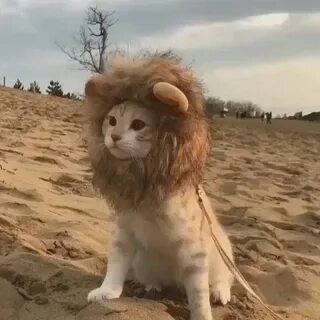 Львиный кот