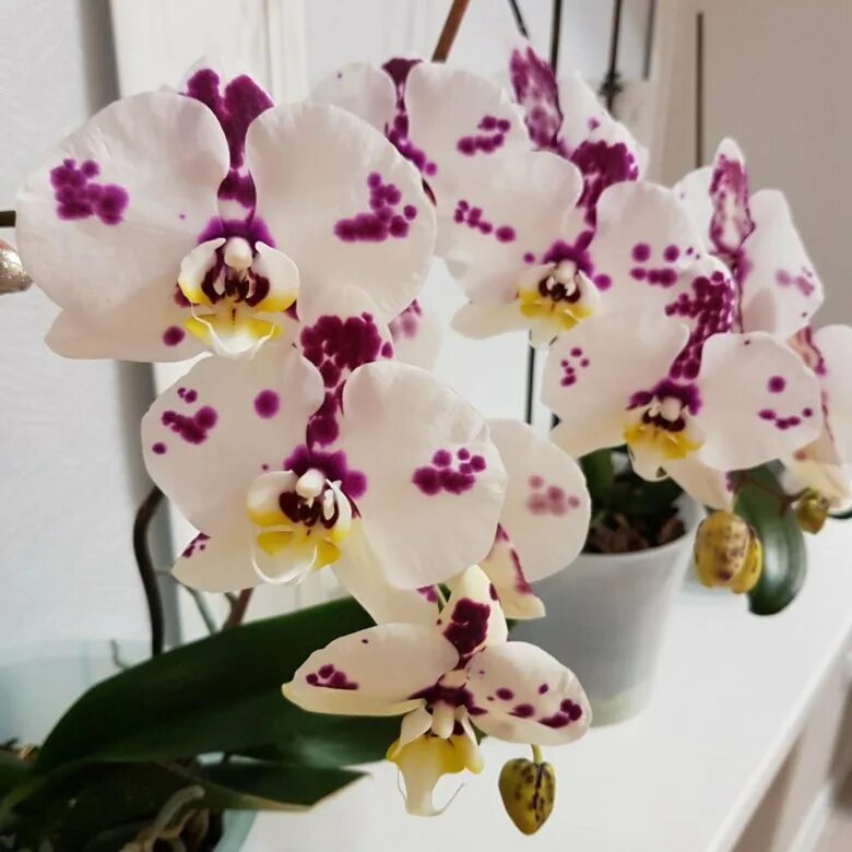 Phal. Фаленопсис надин. Леруа мерлен воронеж орхидея. Фаленопсис felicija. Орхидея эмилия.