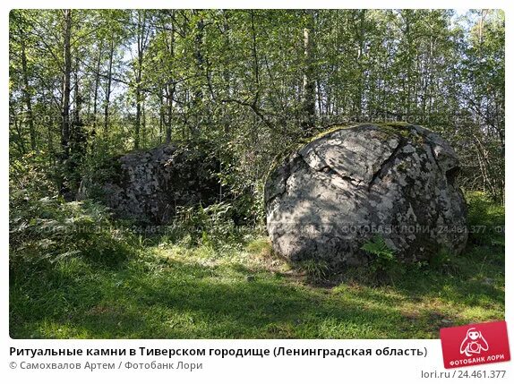 Городище ленинградская область. Городище Тиверск. Тиверская крепость и Городище. Городище Ленинградская область Кировский район. Старинные городища в лен обл.