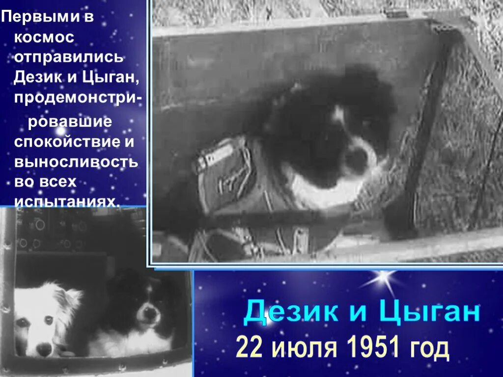 первые животные в космосе цыган и дезик. дезик и цыган. первые собаки дезик и цыган. первые собаки дезик и цыган. дезик и цыган.