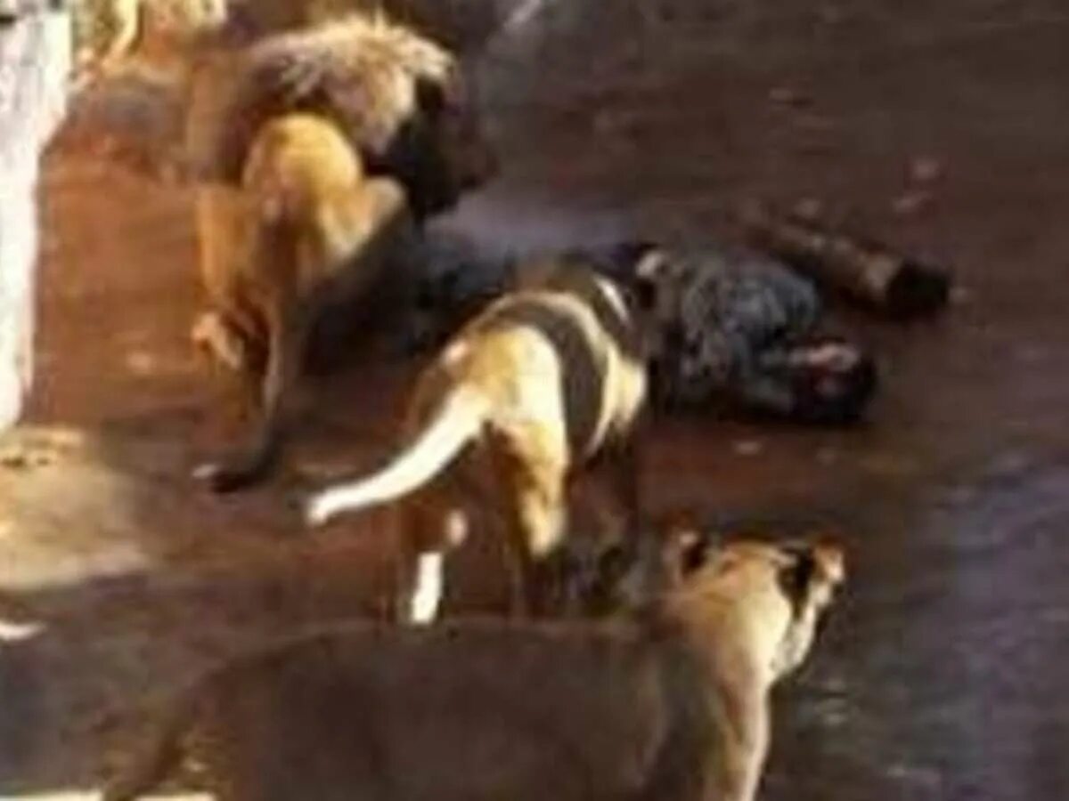 Нападение льва. Лев нападает на человека в зоопарке. Нападение животных на людей в зоопарке.