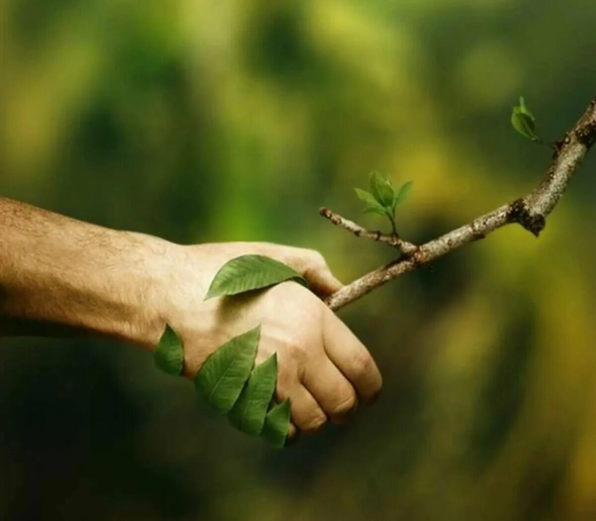 Нужно любить природу. Дерево в руках. Забота о природе. Забота человека о природе. Дерево в ладонях.